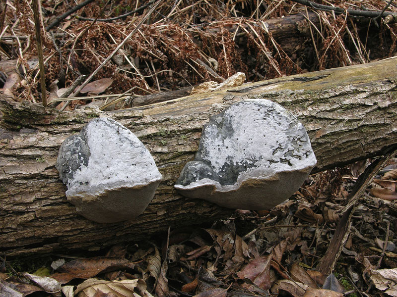 Qualche segno di vita....